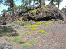 teide nationalpark